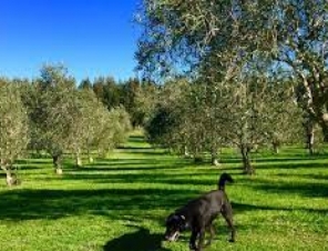 olive grove